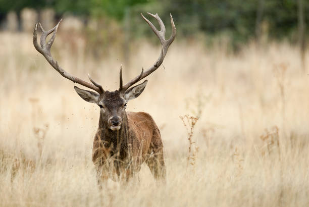 veado-vermelho, cervus elaphus, selvagem - alberta canada animal autumn - fotografias e filmes do acervo