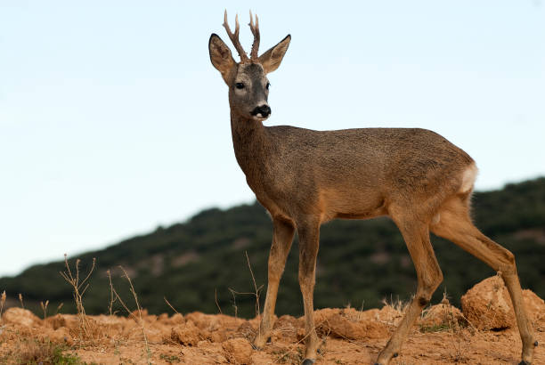 Roe deer, Capreolus capreolus stock photo