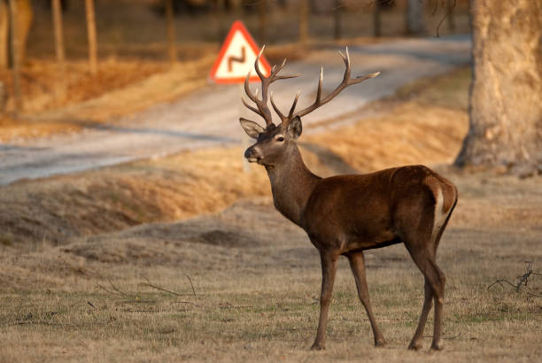 red deer, deers, cervus elaphus on the road, traffic signal - red deer animal mammal wildlife imagens e fotografias de stock