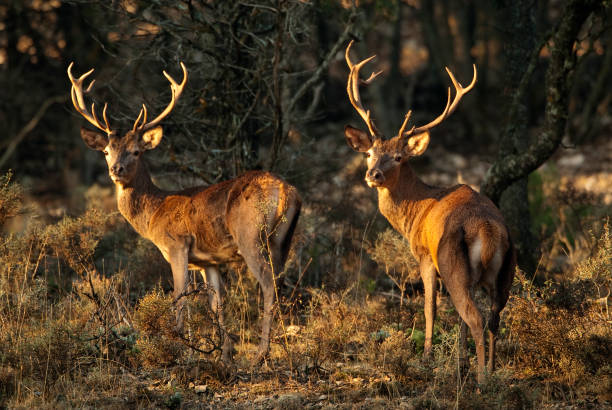 jelenie czerwone, cervus elaphus, dziki - alberta canada animal autumn zdjęcia i obrazy z banku zdjęć