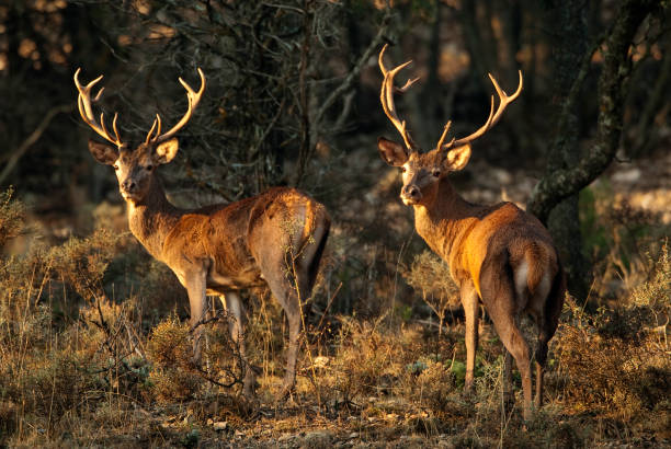 red deer, cervus elaphus, wild - red deer animal mammal wildlife imagens e fotografias de stock