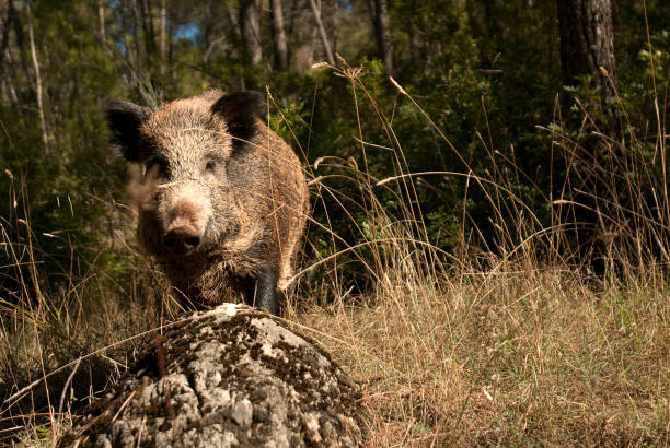 wild boar, sus scrofa,, spain stock photo