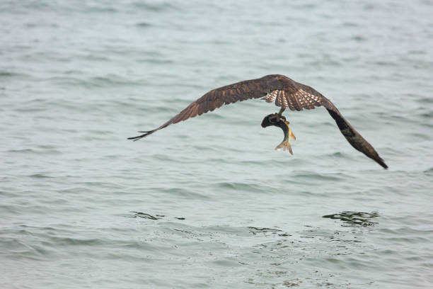 istock Osprey over Lake Okanagan with Fish in Talons 1020082934