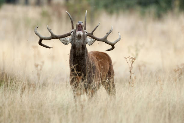 red deer, deers, cervus elaphus - rut time, stag, red deer roaring - red deer animal mammal wildlife imagens e fotografias de stock