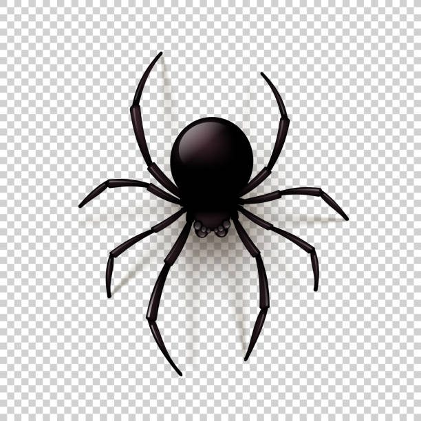 schwarze spinne mit transparenten schatten auf einem karierten hintergrund. kann auf jedem hintergrund platziert werden. vektor-illustration - spider stock-grafiken, -clipart, -cartoons und -symbole