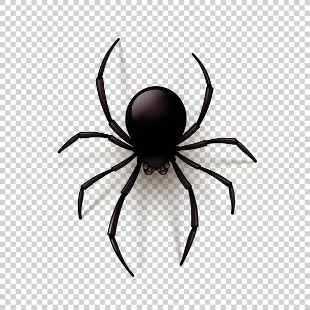 Vector illustration of Black Spider with transparent shadow on a checkered background. Can be placed on any background. Vector illustration,