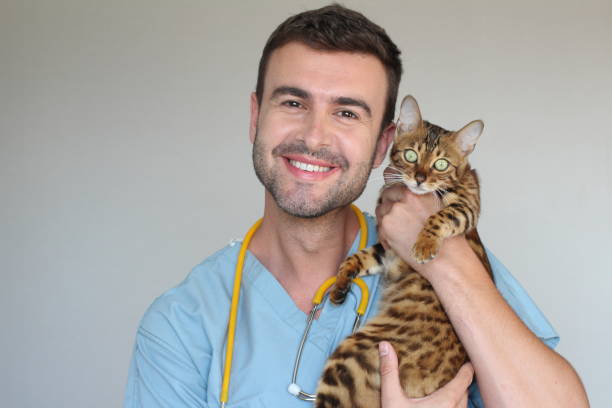 istock Healthcare worker examining cat with kindness 1020083698