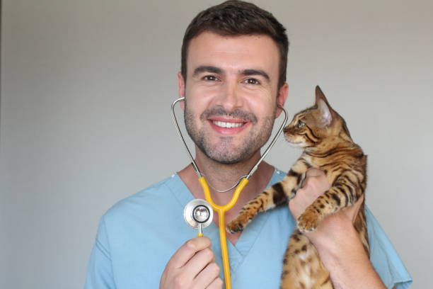 istock Handsome vet holding a cute bengal cat 1020083786