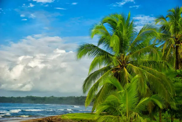Tall Palm trees line the coast as the tide comes in against a blue sky with clouds at the beach at Punta Uva, Limon Costa Rica