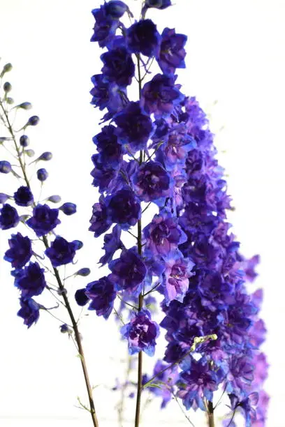 Close up of Purple flowers