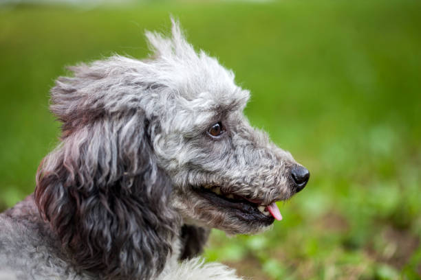 istock Poodle in the garden 1020095252