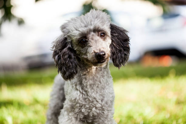 istock Poodle in the garden 1020095436