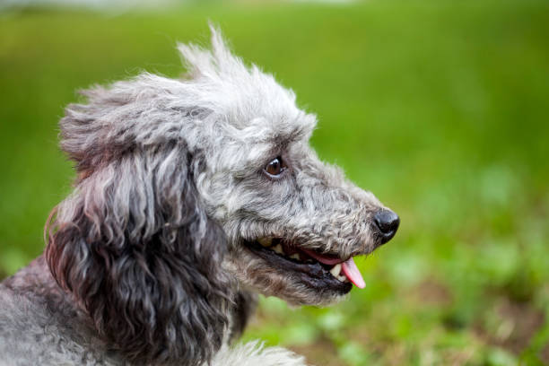 istock Poodle in the garden 1020097528