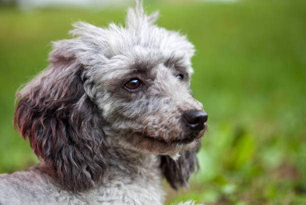 istock Poodle in the garden 1020097586