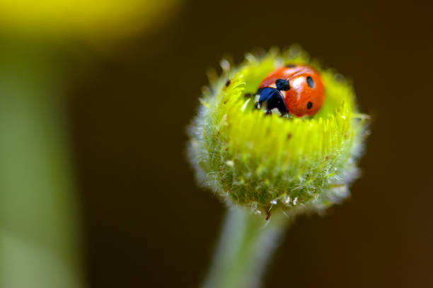 istock Ladybird on top of a flower 1020097928
