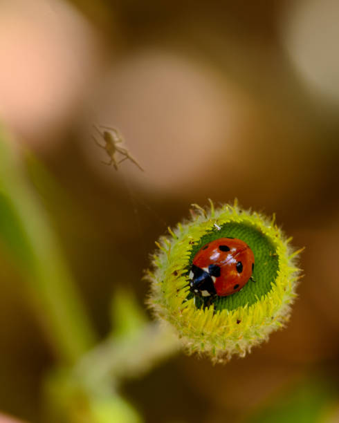 istock Ladybird on top of a flower 1020097938