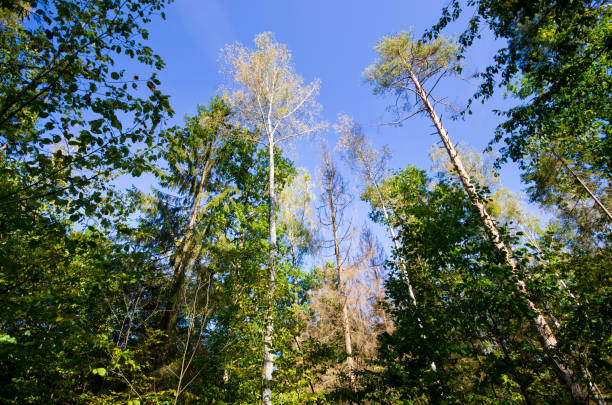 istock Branches and lush in Bialowieza woods, Poland 1020098740