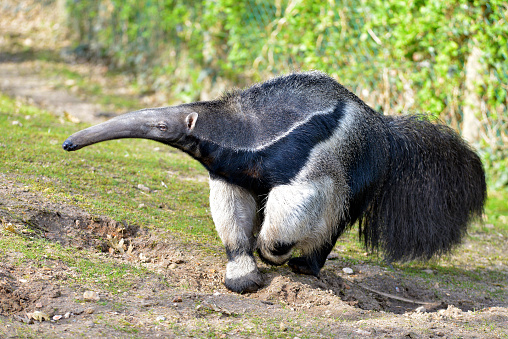 Closeup of Giant Anteater (Myrmecophaga tridactyla) walking on grass
