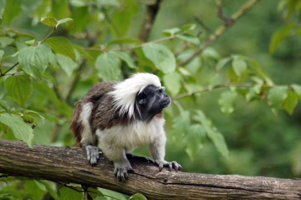 Liszt Monkey in captivity in the zoo