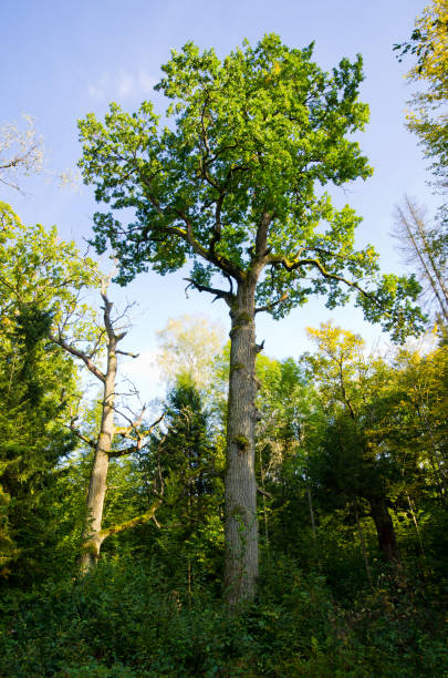 istock Branches and lush in Bialowieza woods, Poland 1020101476