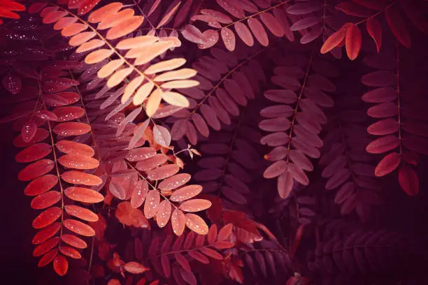 Photo of Red nature leaves background