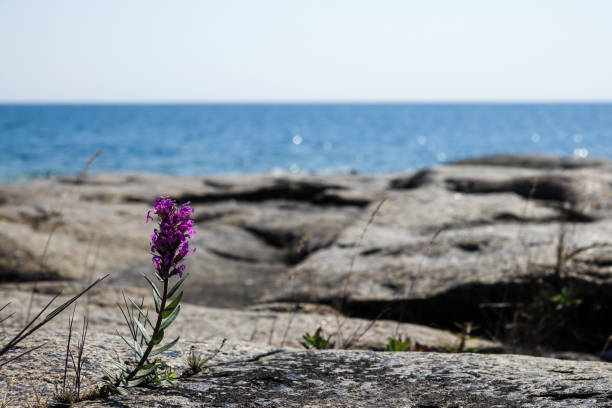 istock Purple flower on a rock in the ocean 1020105444