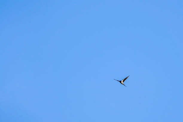 A swallow flying with blue sky in the background.
