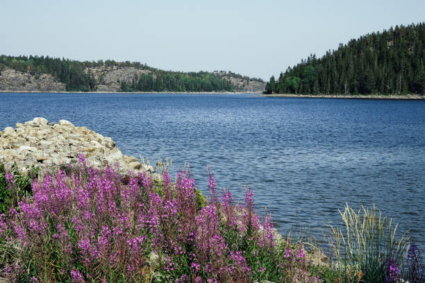 istock Cliffs / rocks and flowers in archipelago 1020108990