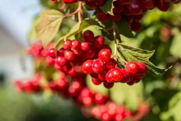 Photo of Closeup of Cranberry ripe on a bush.