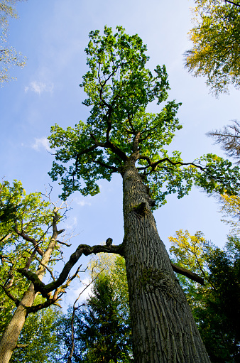 Bottom view of trees and sky