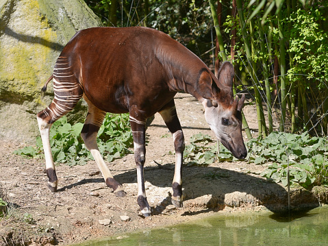 Okapi cerca de estanque photo