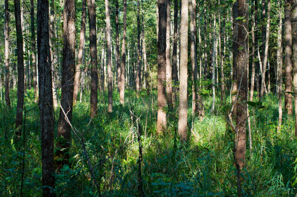 istock Old Bialowieza forest - Poland 1020114500