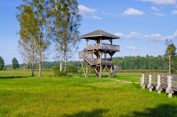 istock Watchtower in Bialowieza forest, Poland 1020114776