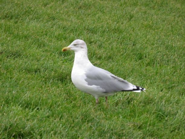 istock a seagull on the grass photographed in norddeich mole germany 1020115312