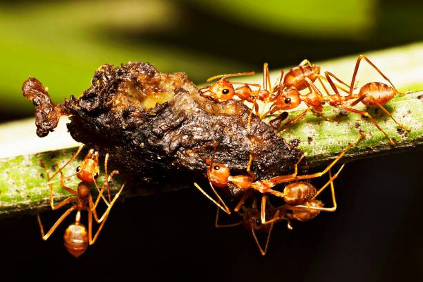 istock Ants help carrying food on branch. 1020118124