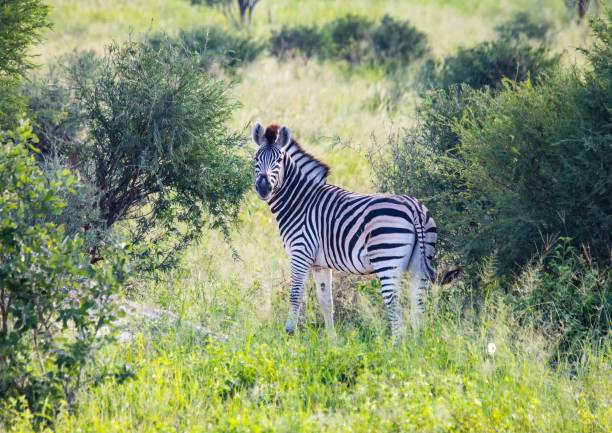 Burchells zebra  at the Nxai Pan Nationalpark in Botswana