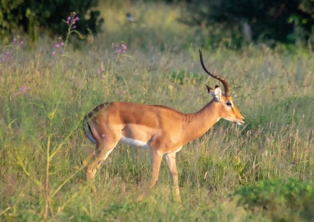 istock Impala at the Nxai Pan Nationalpark in Botswana 1020121526