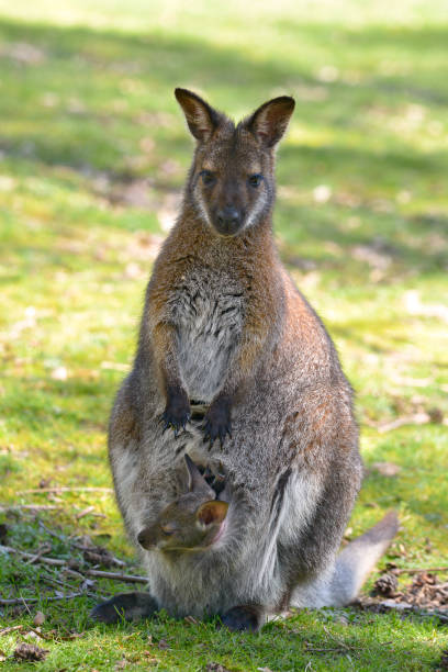 istock Red-necked wallaby and its joey 1020121904