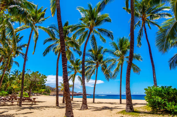 lanai beach palm tree grove - lanai imagens e fotografias de stock