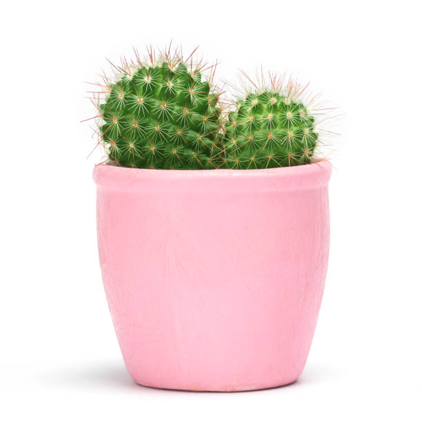 Cactus isolated with clipping path. Closeup Cacti front view in pink ceramic pot on white background. Collection.