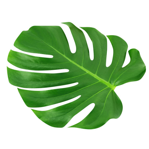 istock Monstera large leaf isolated. Green jungle leaf unique tropical design pattern white background, with clipping path. 1020131526