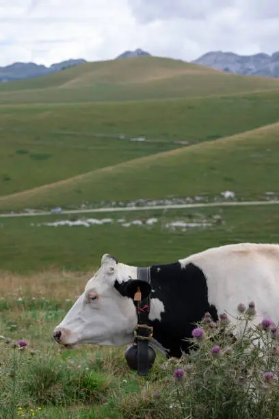 Black and white mottled cow resting in the meadows