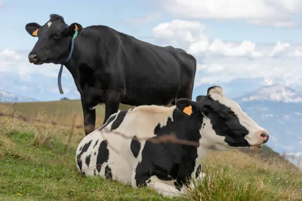 Black and white mottled cow resting in the meadows