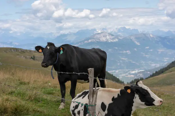 Black and white mottled cow resting in the meadows