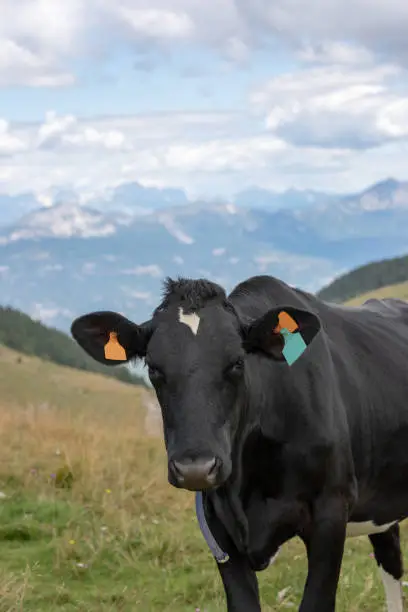 Black cow posing in the meadows