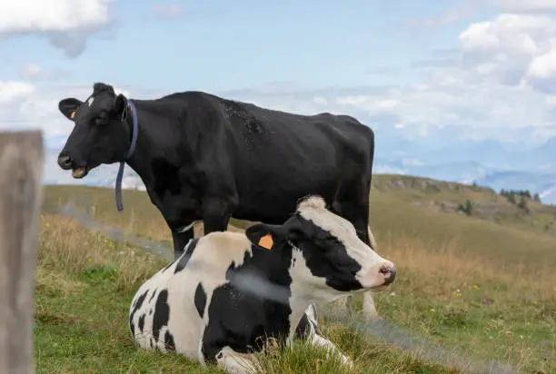 Black and white mottled cow resting in the meadows