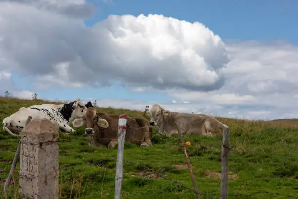 Group of cows resting in the meadows