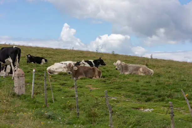 Group of cows resting in the meadows