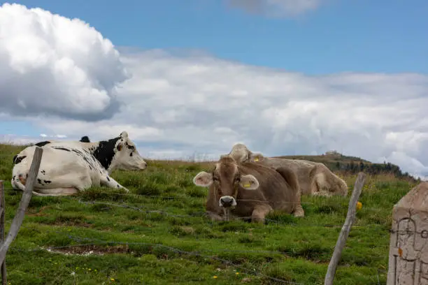 Group of cows resting in the meadows