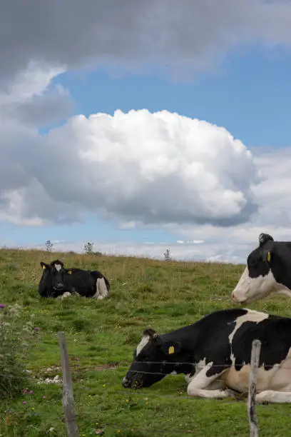 Group of cows resting in the meadows